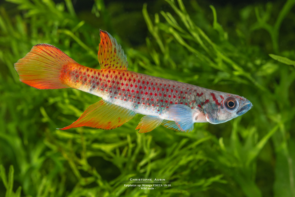 Epiplatys sp. Nyanga COCCA 19-10