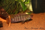 Pelvicachromis rubrolabiatus (F0)