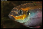 Pelvicachromis taeniatus Moliwe (F0)