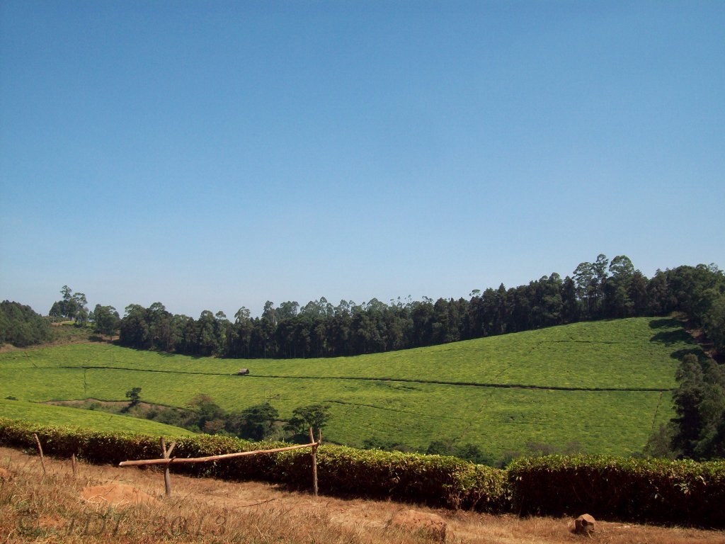 Bamenda to Nkambe