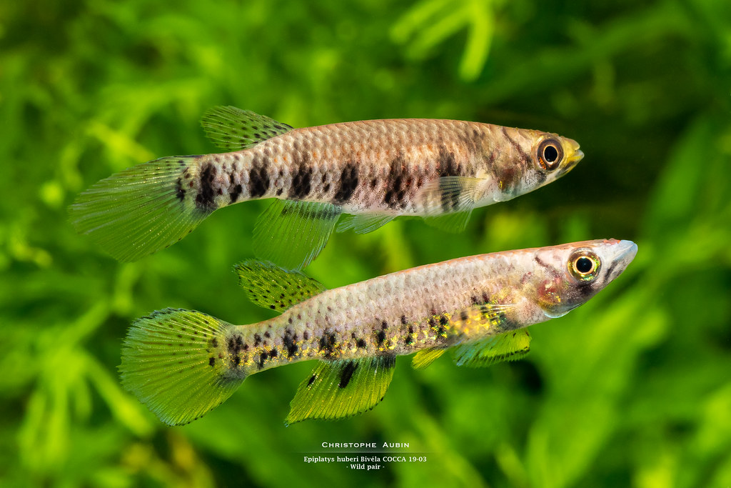 Epiplatys huberi Bivéla COCCA 19-03