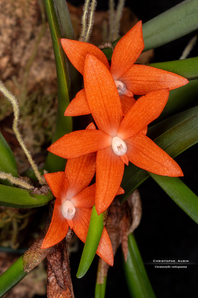 Ceratostylis retisquama
