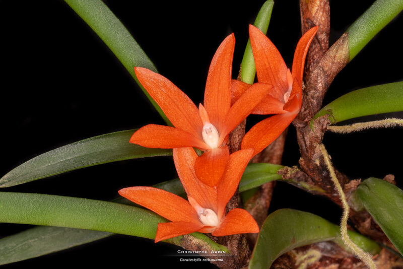 Ceratostylis retisquama