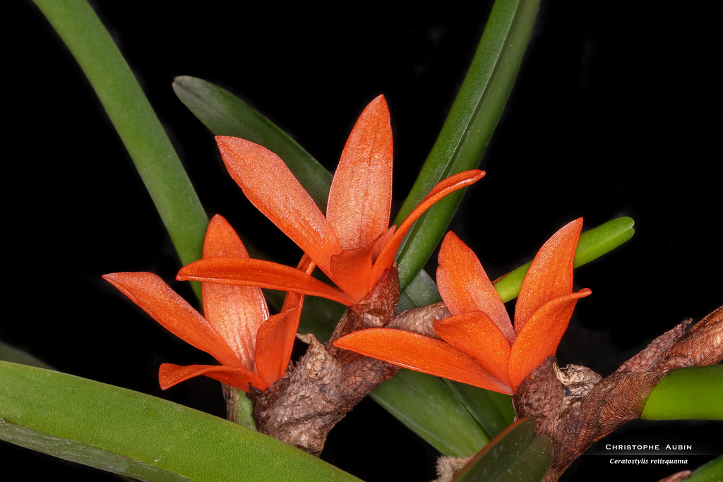 Ceratostylis retisquama