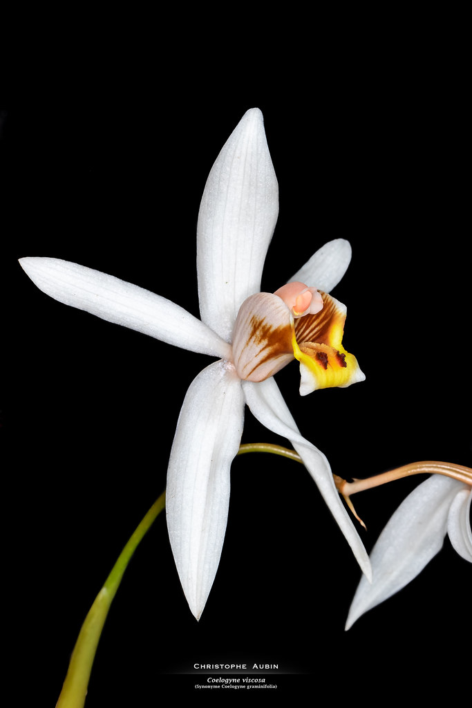 Coelogyne viscosa