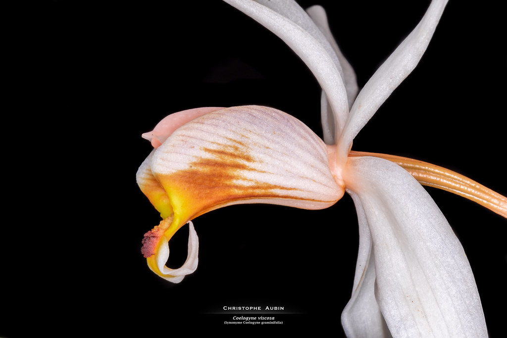 Coelogyne viscosa