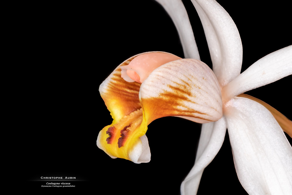 Coelogyne viscosa