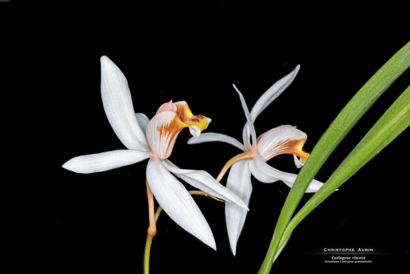 Coelogyne viscosa