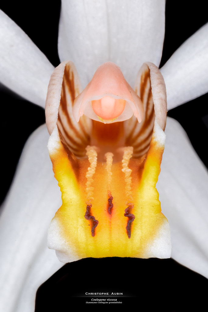 Coelogyne viscosa
