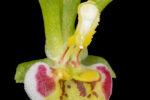 Chytroglossa marileoniae