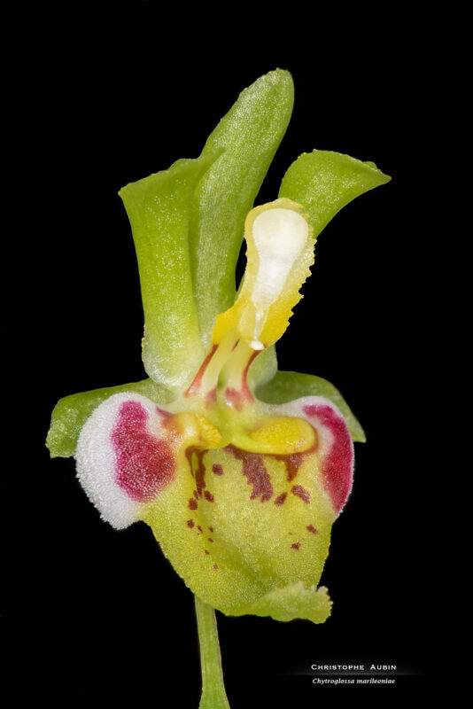Chytroglossa marileoniae
