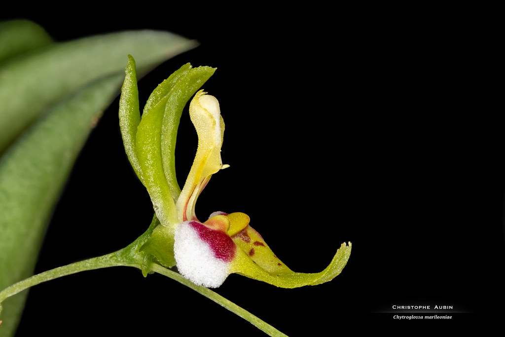 Chytroglossa marileoniae