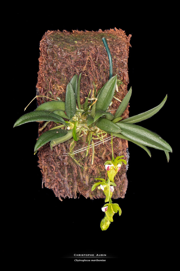 Chytroglossa marileoniae
