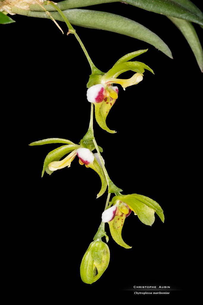 Chytroglossa marileoniae