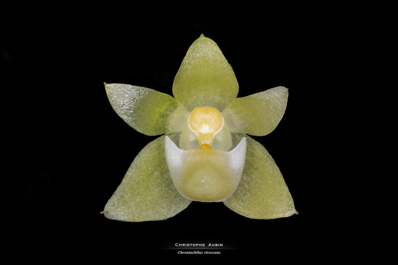 Chroniochilus virescens