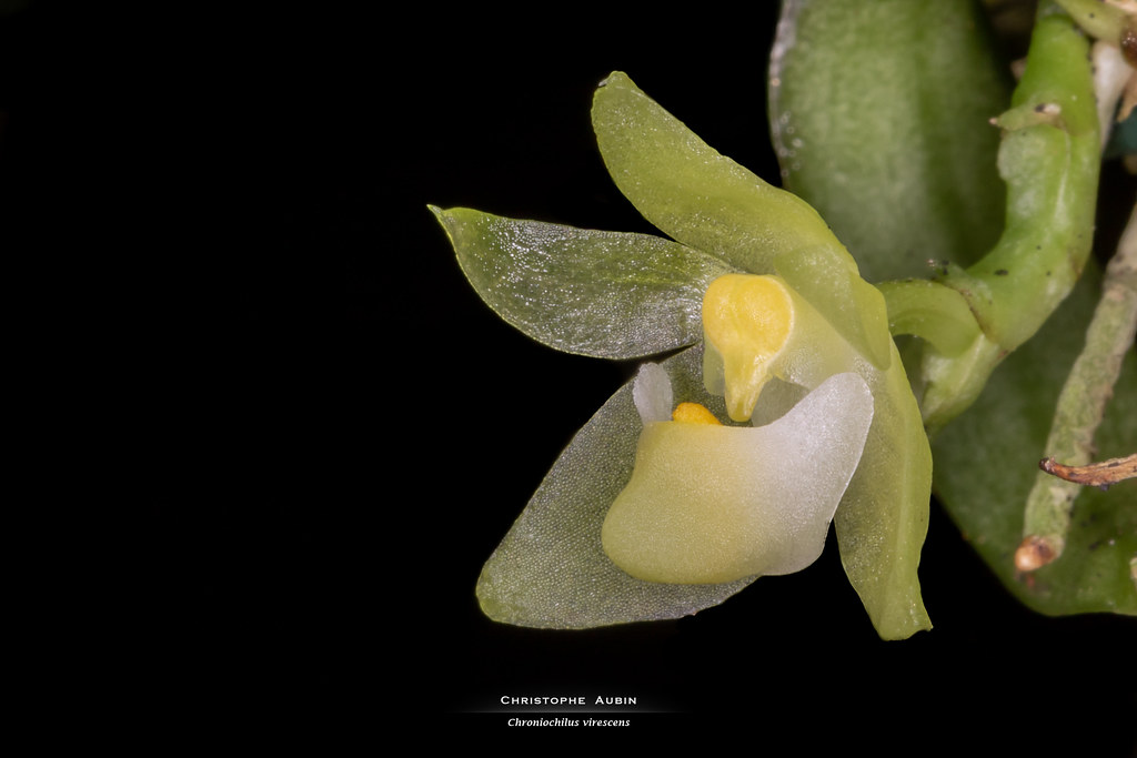 Chroniochilus virescens