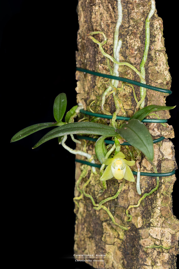Chroniochilus virescens