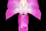 Aerides rubescens
