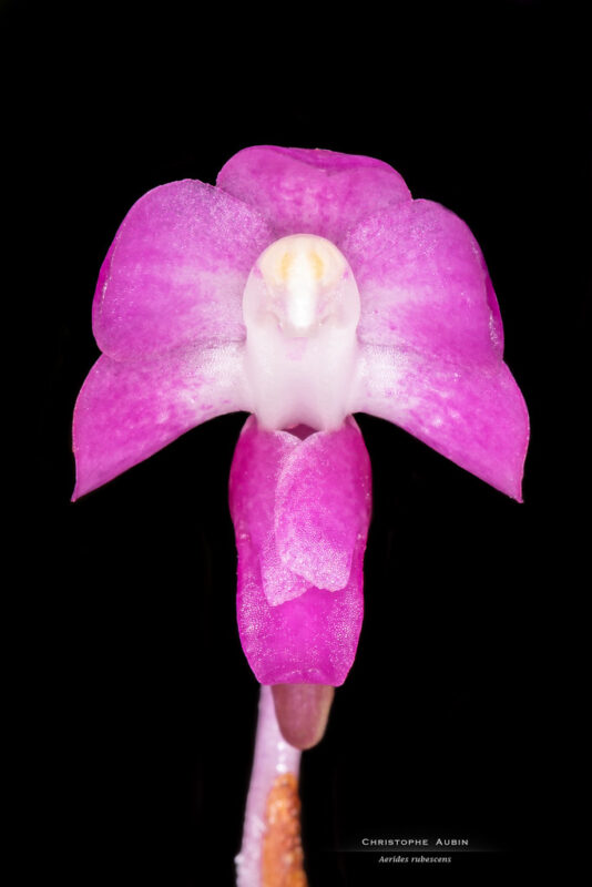 Aerides rubescens