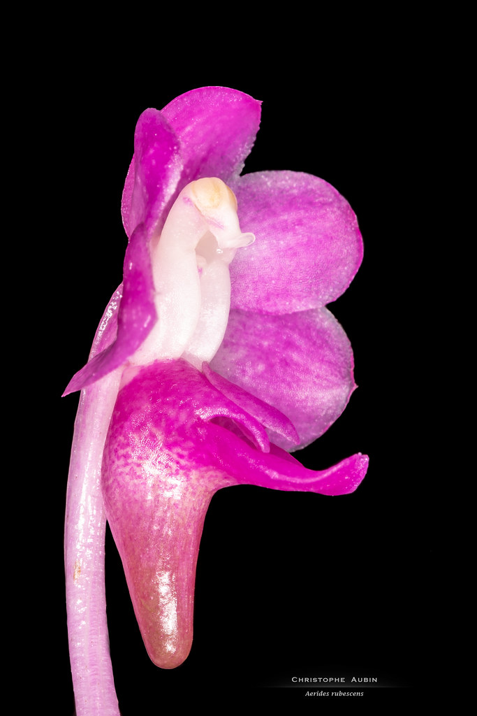 Aerides rubescens
