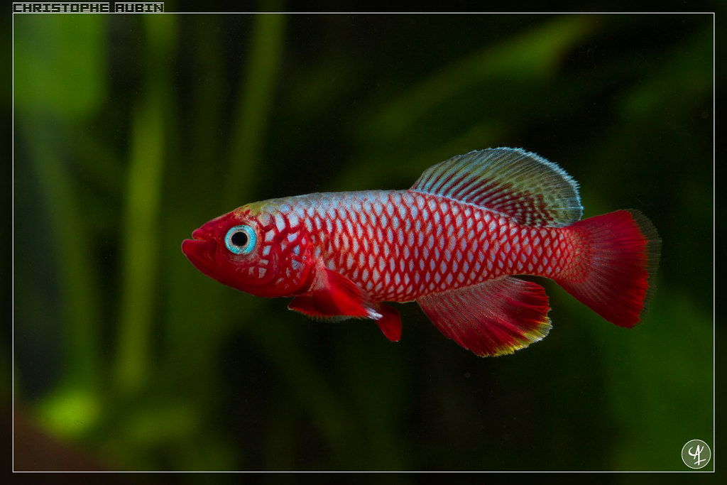 Nothobranchius cardinalis Mbwemkuru river KTZ 85-28