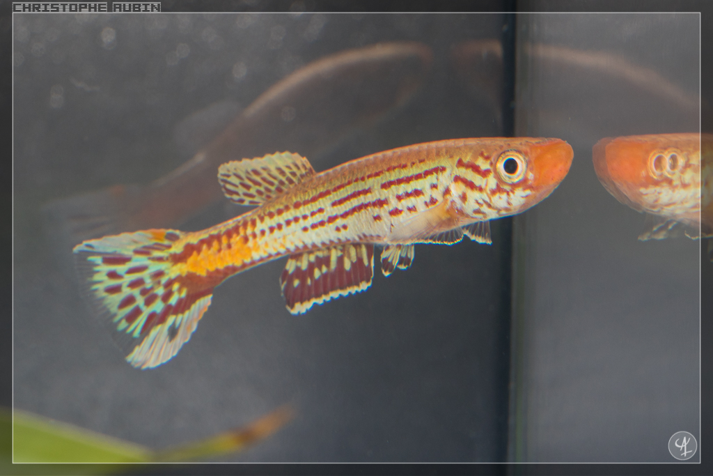Aphyosemion cameronense Ngoyang JVC 2013-13