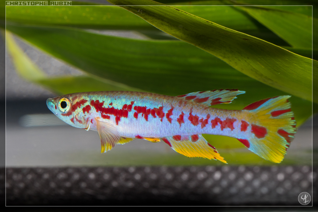 Aphyosemion louessense Kingouma RPC 78-33