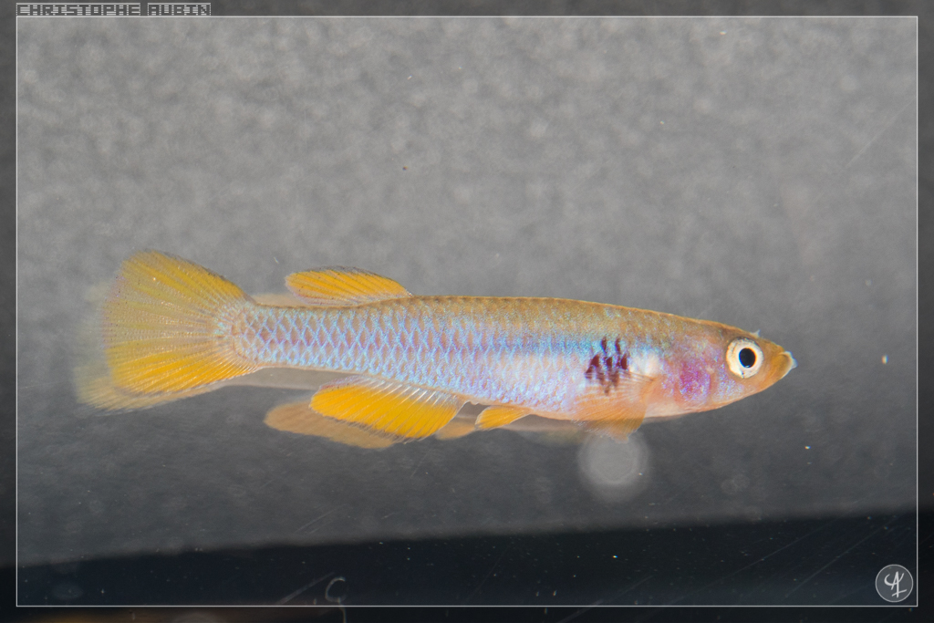 Aphyosemion ocellatum Sika Sika GJS 00-05