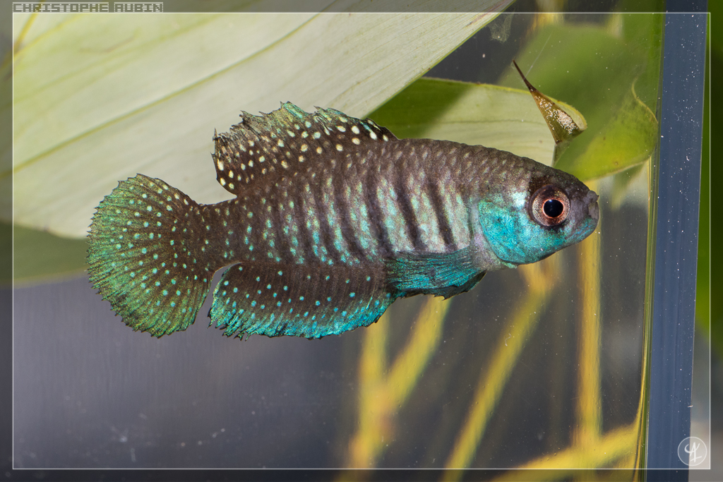Austrolebias alexandri Taia