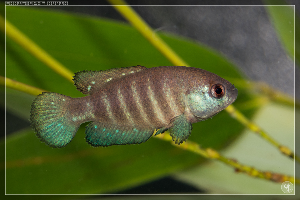 Austrolebias paucisquama DN 09-08 Sao Sepe