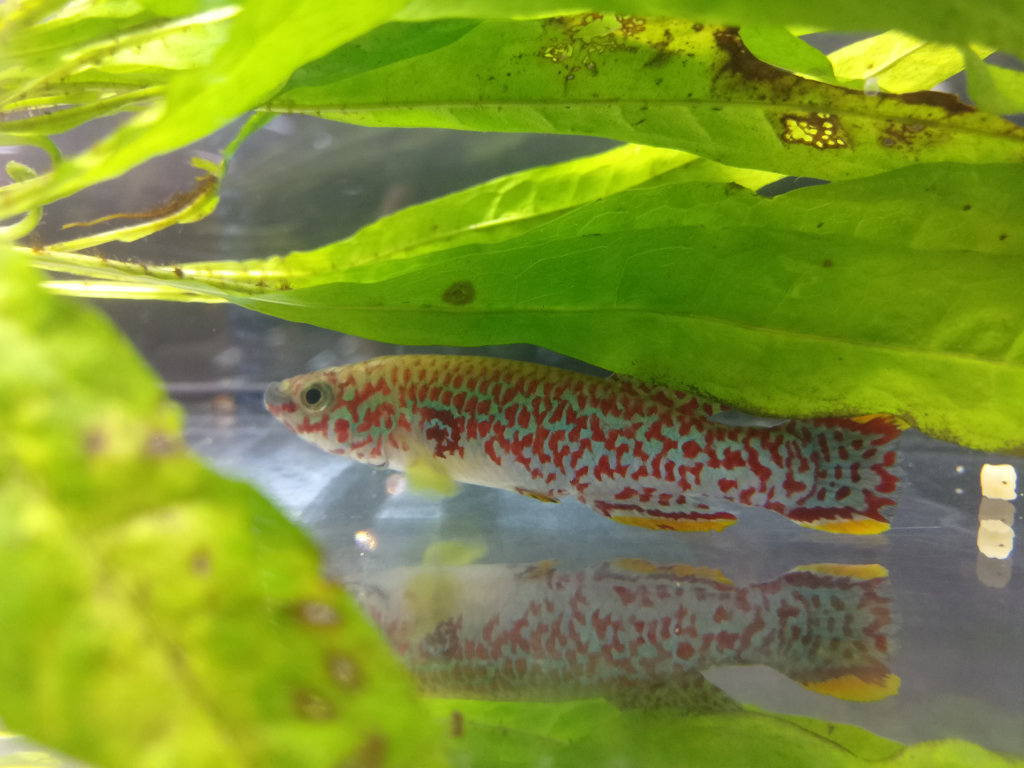 Fundulopanchax nigerianus Misaje ADL 13-15