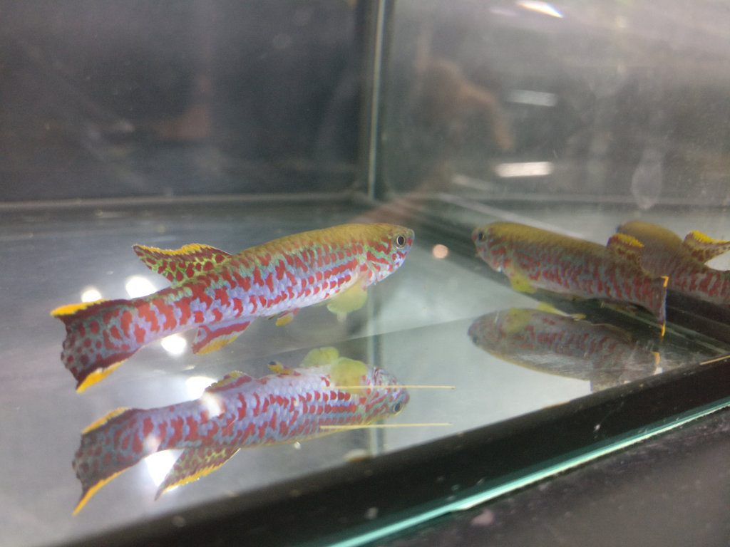 Fundulopanchax nigerianus Dumbo ADL 13-16