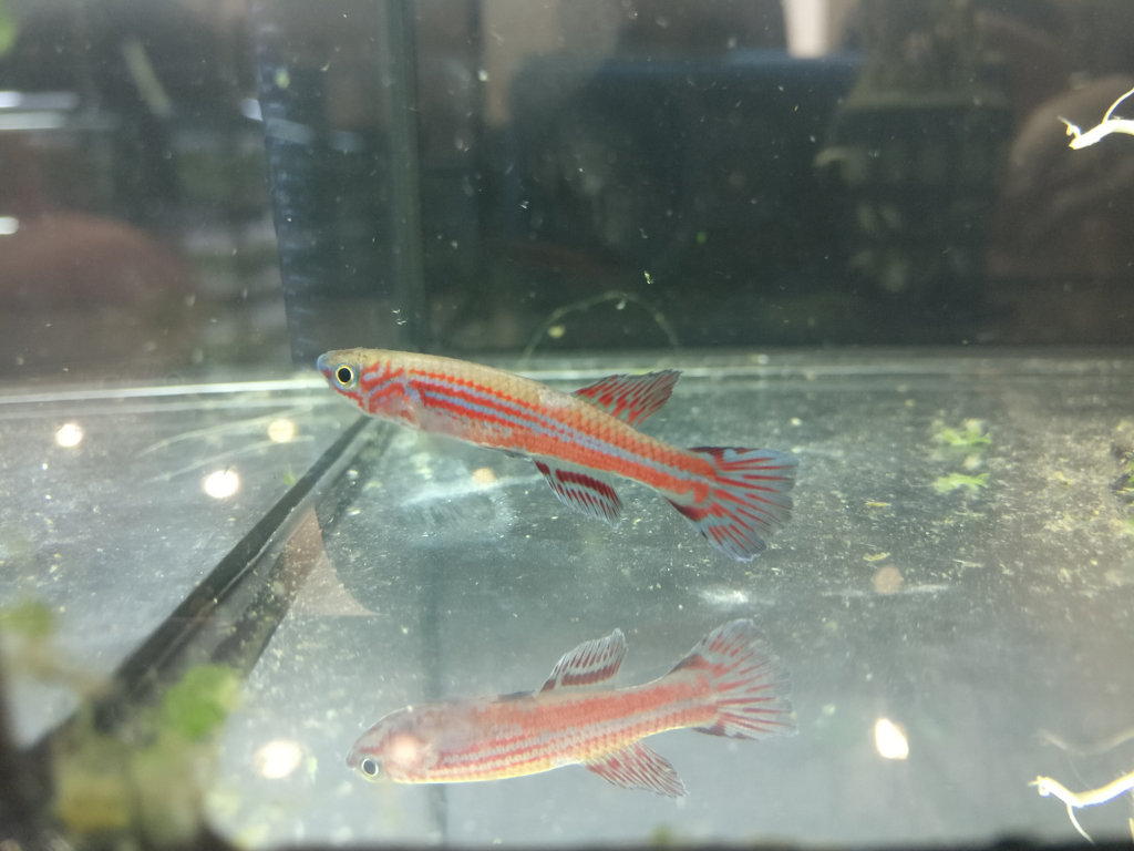 Aphyosemion ogoense GHP 80-24
