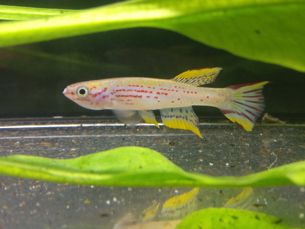 Aphyosemion jeanhuberi Malinga GBG 93-20