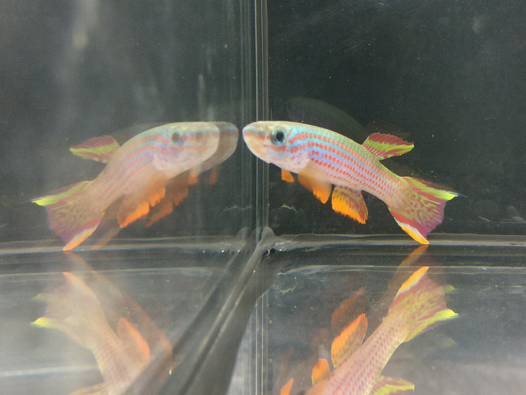 Aphyosemion striatum GEMHS 00-33