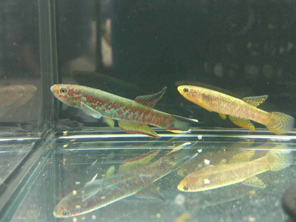 Aphyosemion sp. Wézé GLC 14