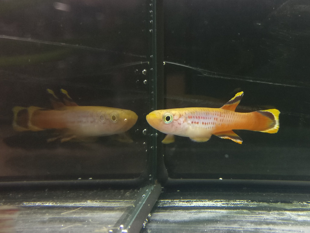 Aphyosemion celiae celiae Mambanda GPE 90-17