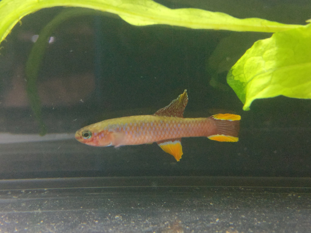 Diapteron fulgens LEC 93-7