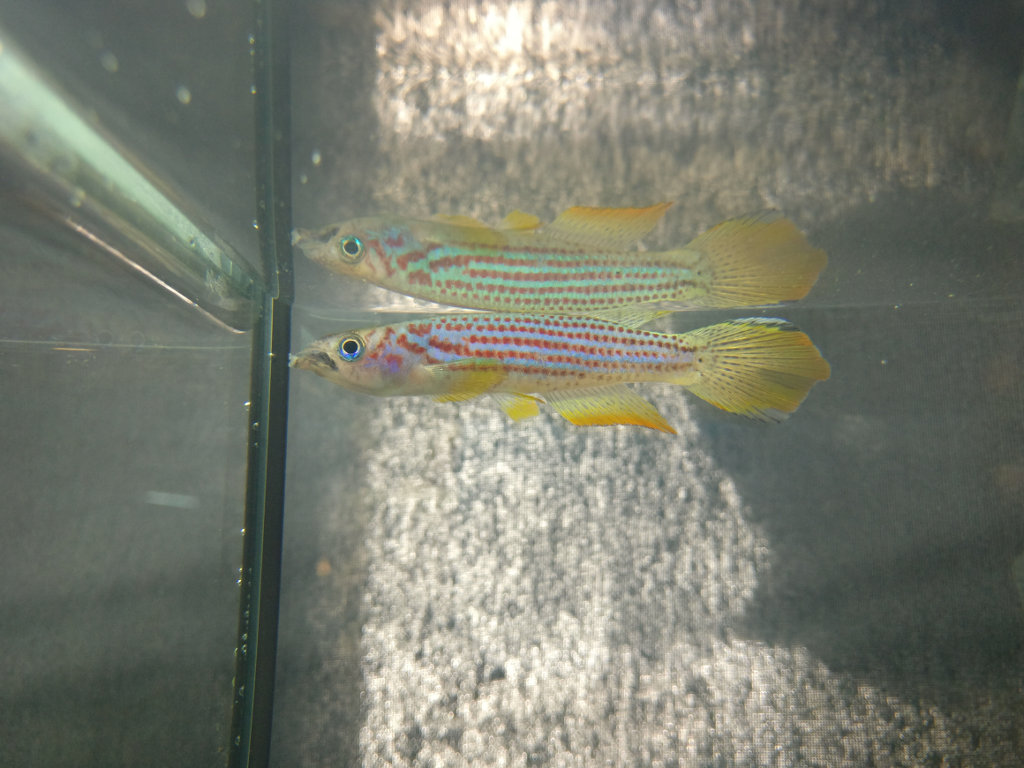 Epiplatys ansorgi Massana GJS 00-2