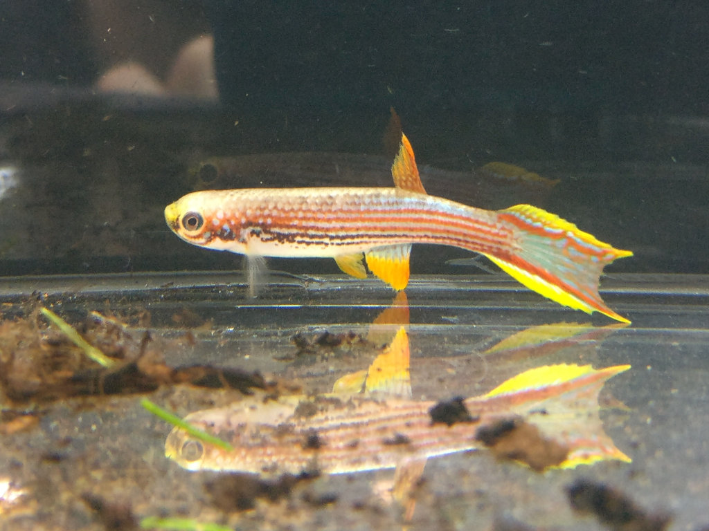 Laimosemion mahdiensis Blackwater Creek GUY 97-5