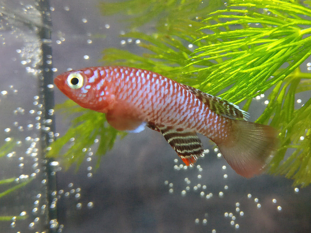 Nothobranchius flammicomantis FTZ 10-21