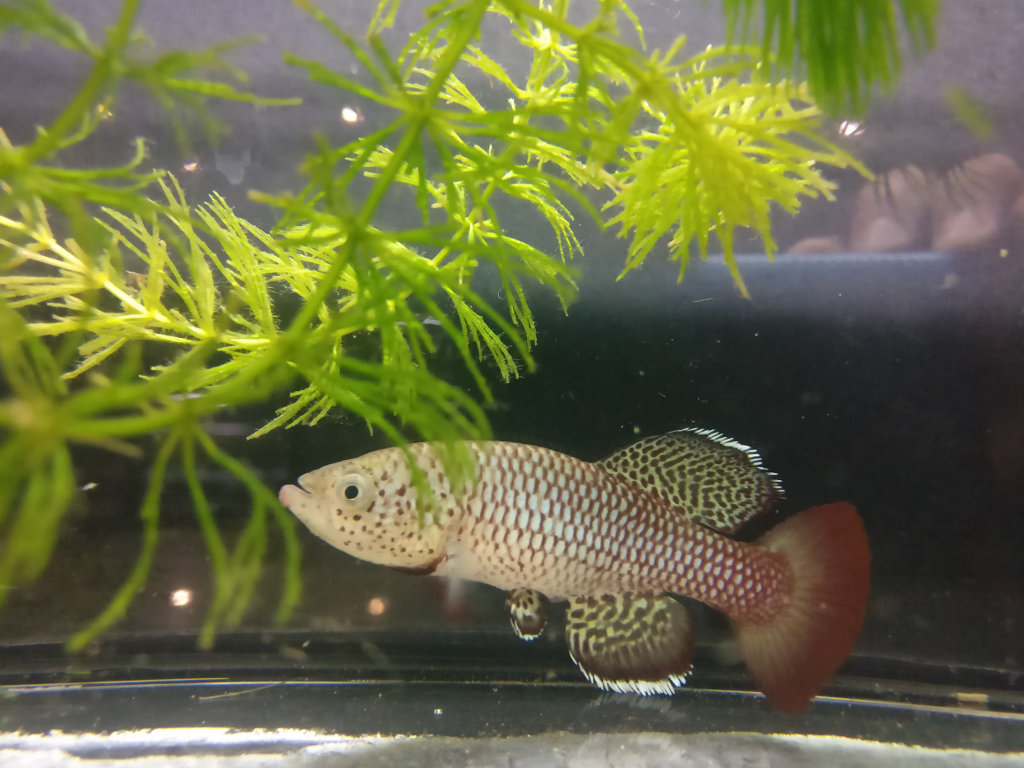 Nothobranchius orthonotus Mabalane MZG 06-3