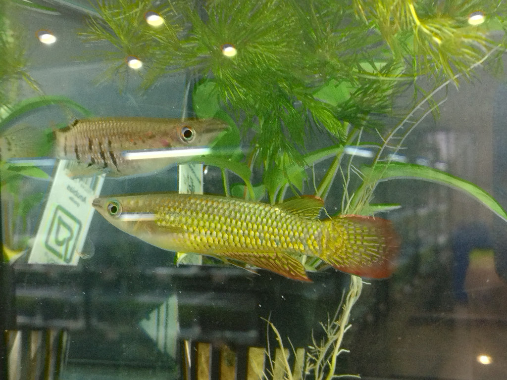 Aplocheilus lineatus Goa
