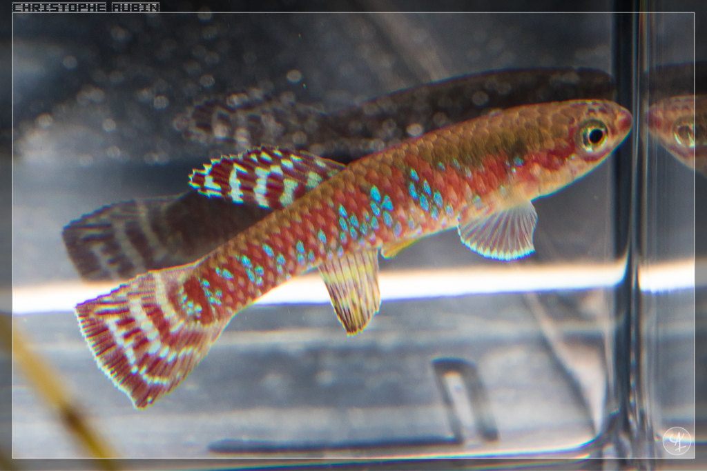 Diapteron abacinum GBG 92-10