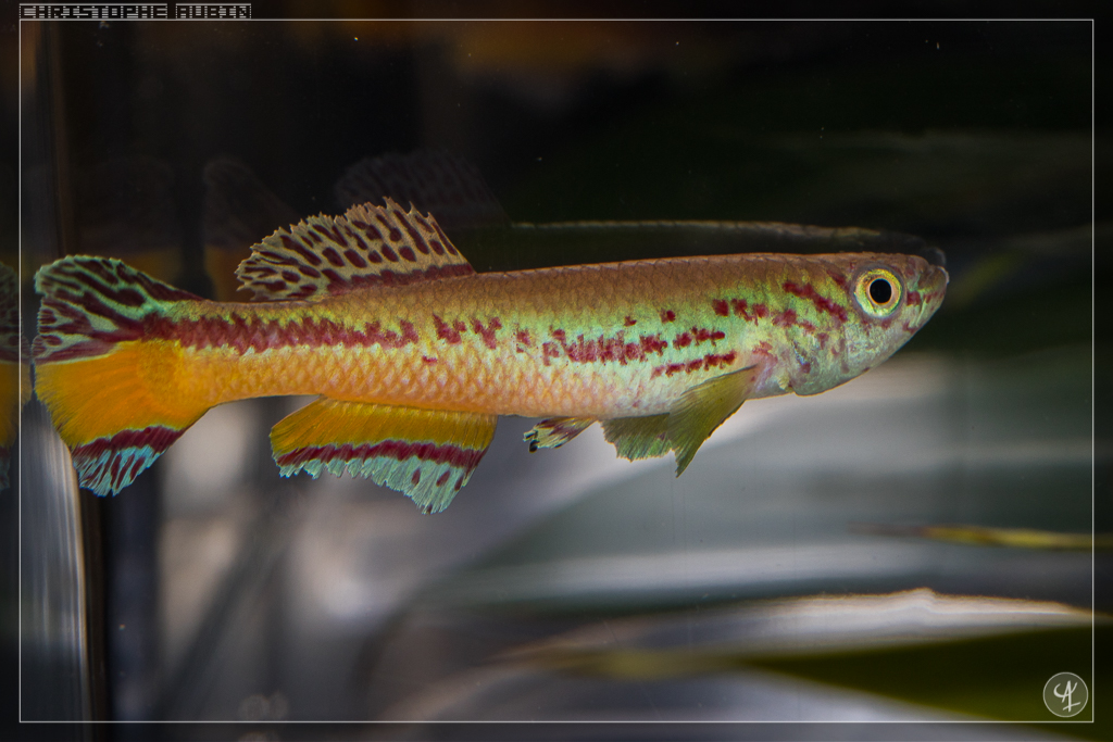 Fundulopanchax amieti