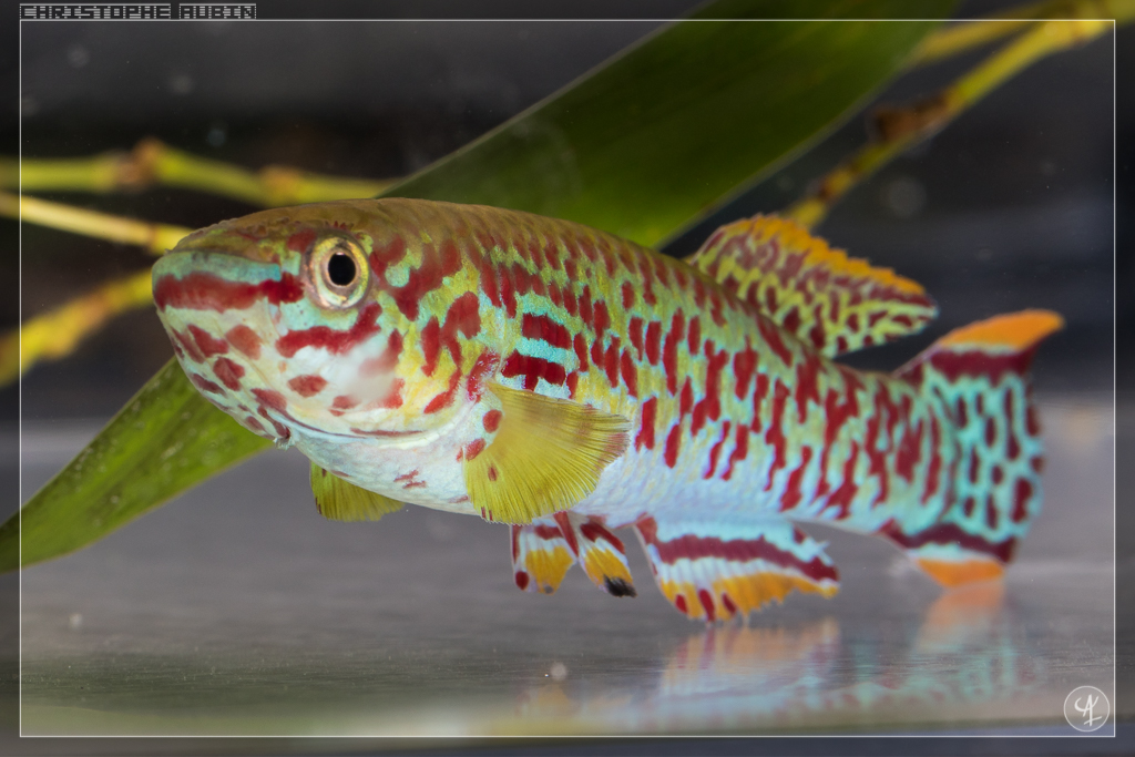 Fundulopanchax nigerianus Dumbo ADL 13-16