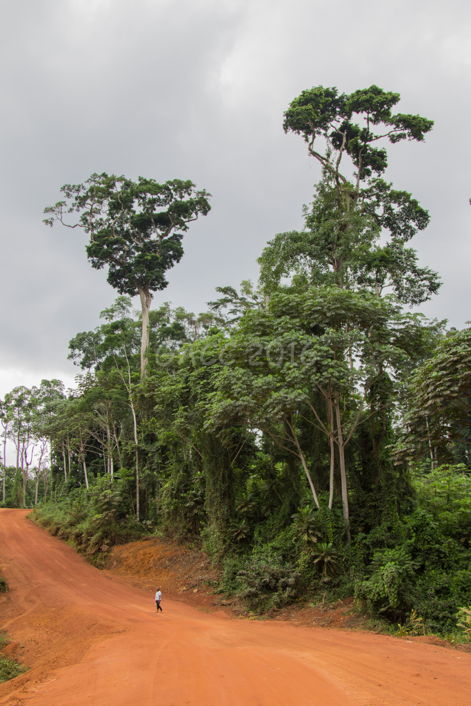 Forêt Gabon
