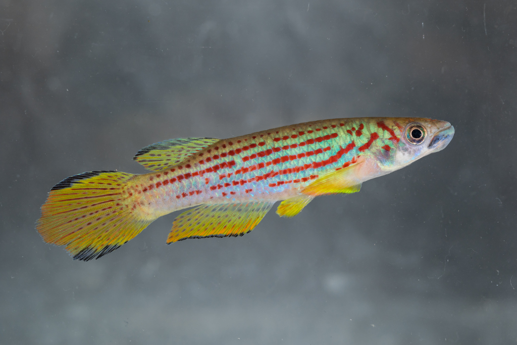 Epiplatys ansorgii
