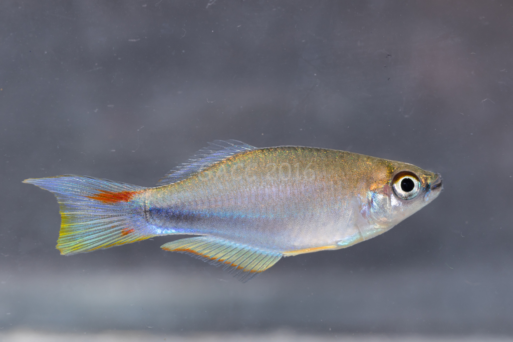 Plataplochilus sp.
