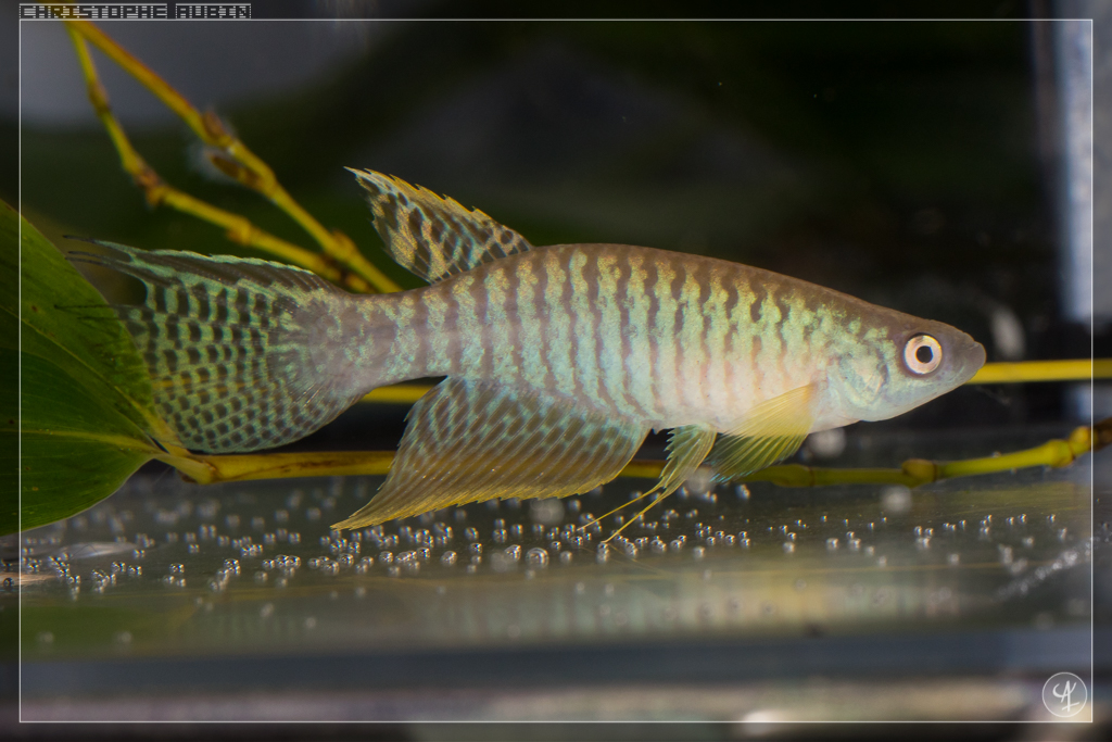 Gnatolebias zonatus Villavicencio